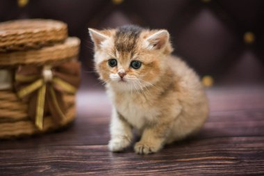  Kedi yavrusu İskoç İngiliz kedisi Burma cüce hayvanlar