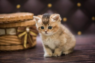  Kedi yavrusu İskoç İngiliz kedisi Burma cüce hayvanlar