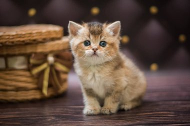  Kedi yavrusu İskoç İngiliz kedisi Burma cüce hayvanlar