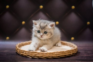 Kedi yavrusu İskoç İngiliz kedisi Burma cüce hayvanlar