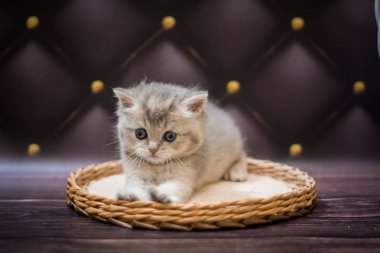 Kedi yavrusu İskoç İngiliz kedisi Burma cüce hayvanlar