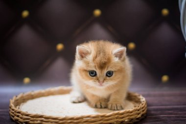 Kedi yavrusu İskoç İngiliz kedisi Burma cüce hayvanlar