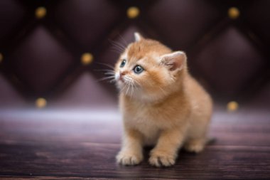 Kedi yavrusu İskoç İngiliz kedisi Burma cüce hayvanlar