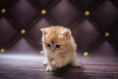 Kedi yavrusu İskoç İngiliz kedisi Burma cüce hayvanlar