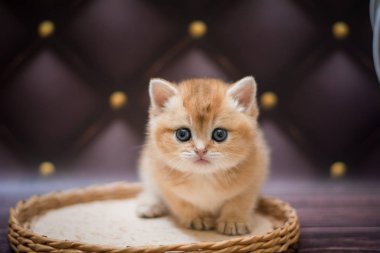 Kedi yavrusu İskoç İngiliz kedisi Burma cüce hayvanlar