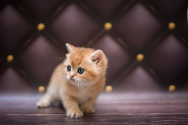  Kedi yavrusu İskoç İngiliz kedisi Burma cüce hayvanlar