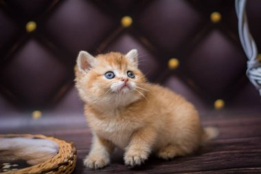  Kedi yavrusu İskoç İngiliz kedisi Burma cüce hayvanlar