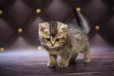  Kedi yavrusu İskoç İngiliz kedisi Burma cüce hayvanlar