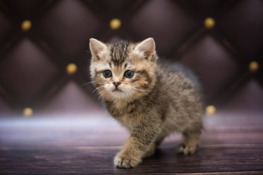  Kedi yavrusu İskoç İngiliz kedisi Burma cüce hayvanlar