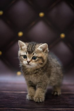  Kedi yavrusu İskoç İngiliz kedisi Burma cüce hayvanlar