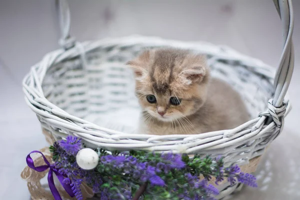 Kedi Yavrusu Skoç Ngiliz Kedisi Burma Cüce Hayvanlar — Stok fotoğraf