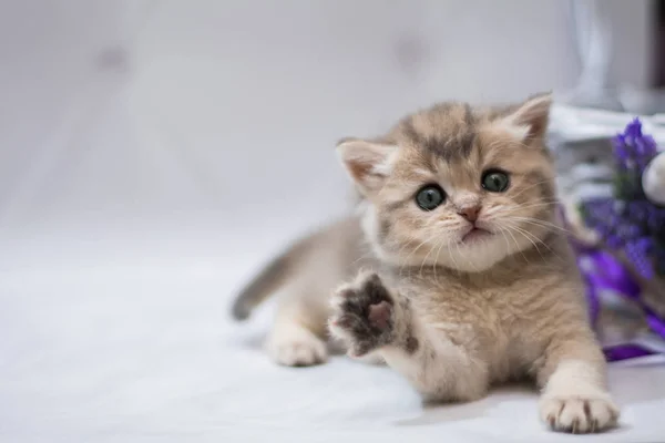 Gatinho Escocês Britânico Gato Birma Munchkin Animais — Fotografia de Stock