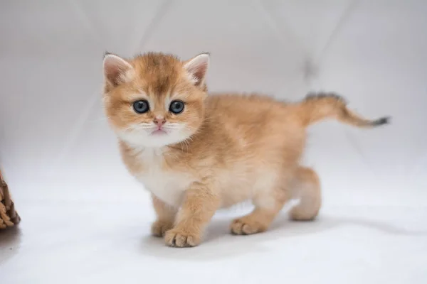 Kattunge Skotsk Brittisk Katt Burma Munchkin Djur — Stockfoto