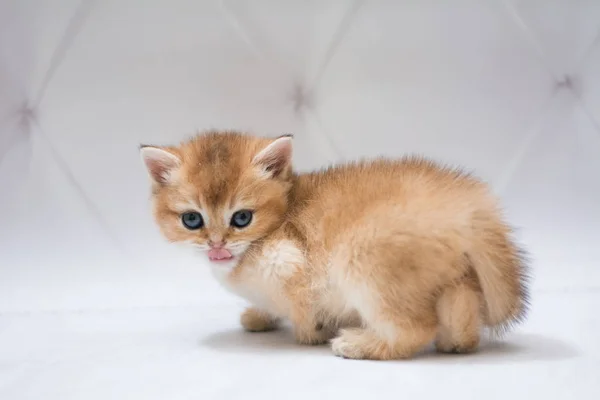 Gatito Escocés Británico Gato Birma Munchkin Animales — Foto de Stock