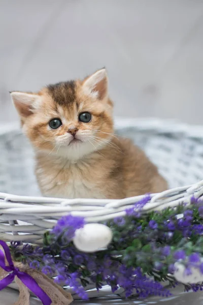 Gatinho Escocês Britânico Gato Birma Munchkin Animais — Fotografia de Stock