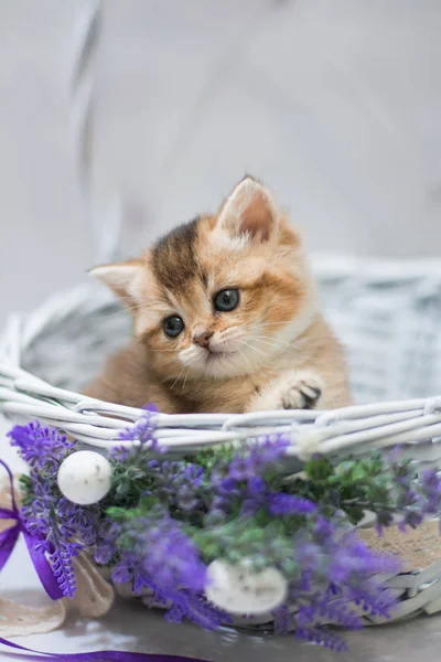 Gatinho Escocês Britânico Gato Birma Munchkin Animais — Fotografia de Stock