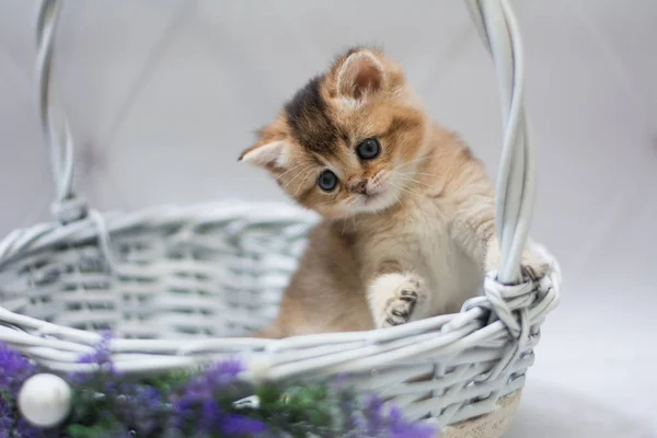 Gatinho Escocês Britânico Gato Birma Munchkin Animais — Fotografia de Stock