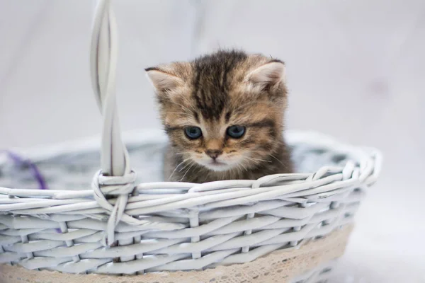 Itten Escocês Britânico Gato Birma Munchkin Animais — Fotografia de Stock