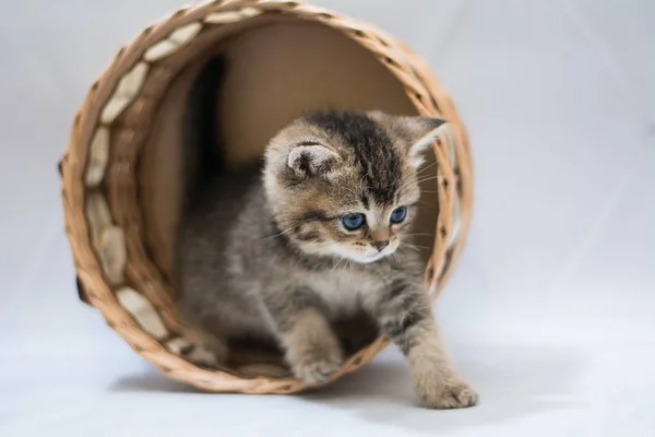 Itten Scottish British Cat Burma Munchkin Animals — Stock Photo, Image