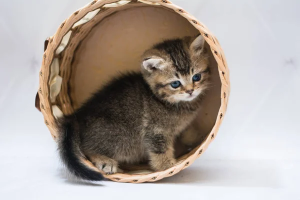 Itten Escocês Britânico Gato Birma Munchkin Animais — Fotografia de Stock