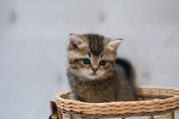 Schottische Katze Burma Munchkin Animals — Stockfoto