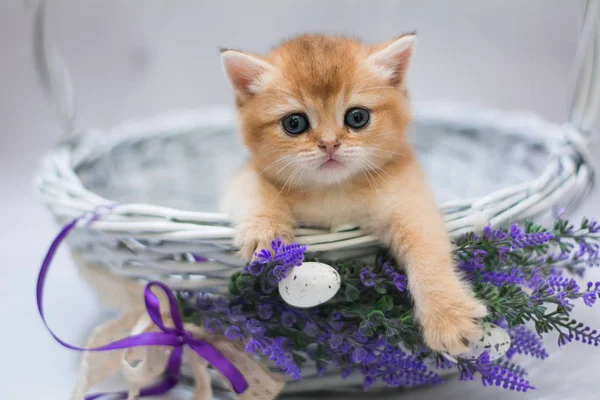 Itten Escocês Britânico Gato Birma Munchkin Animais — Fotografia de Stock