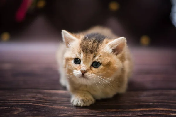 Chaton Écossais Britannique Chat Birmanie Munchkin Animaux — Photo