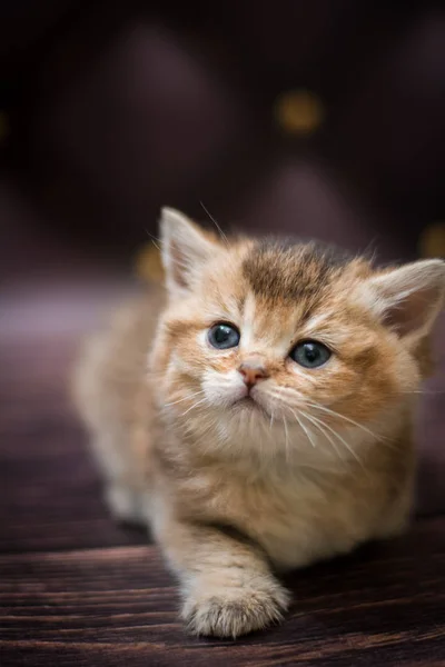 Chaton Écossais Britannique Chat Birmanie Munchkin Animaux — Photo