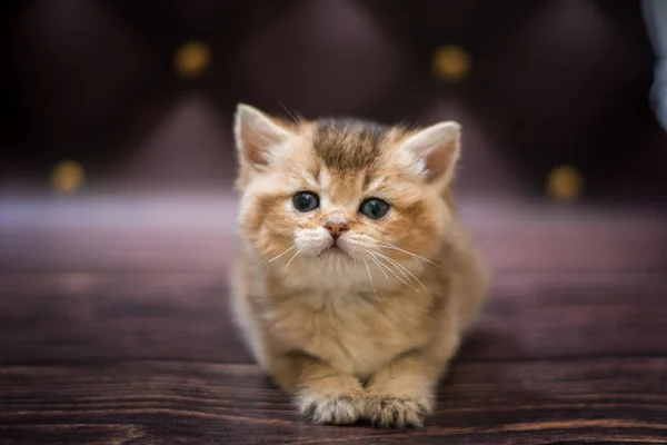 Gatinho Escocês Britânico Gato Birma Munchkin Animais — Fotografia de Stock