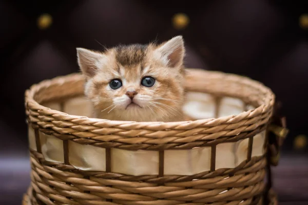 Kitten Scottish British Cat Burma Munchkin Animals — Stock Photo, Image