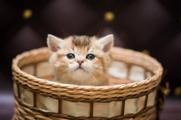 Gatito Escocés Británico Gato Birma Munchkin Animales — Foto de Stock