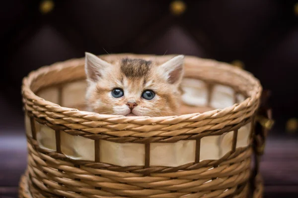 Kitten Scottish British Cat Burma Munchkin Animals — Stock Photo, Image