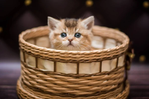 Gatito Escocés Británico Gato Birma Munchkin Animales — Foto de Stock