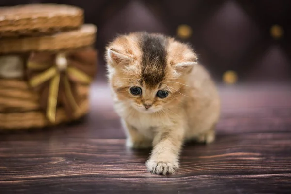 Kedi Yavrusu Skoç Ngiliz Kedisi Burma Cüce Hayvanlar — Stok fotoğraf