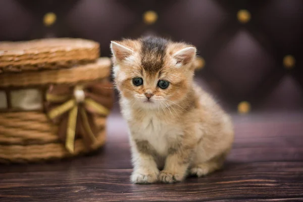 Gatinho Escocês Britânico Gato Birma Munchkin Animais — Fotografia de Stock