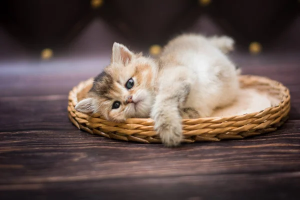 Kitten Scottish British Cat Burma Munchkin Animals — Stock Photo, Image