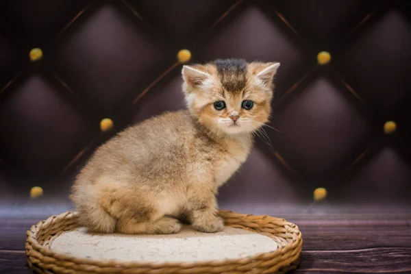 Kätzchen Schottische Britische Katze Burma Munchkin Tiere — Stockfoto