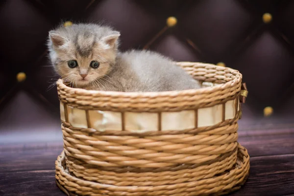 Kitten Scottish British Cat Burma Munchkin Animals — Stock Photo, Image