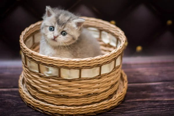 Gatito Escocés Británico Gato Birma Munchkin Animales — Foto de Stock