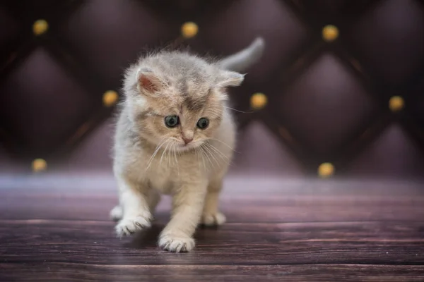 Gatito Escocés Británico Gato Birma Munchkin Animales — Foto de Stock