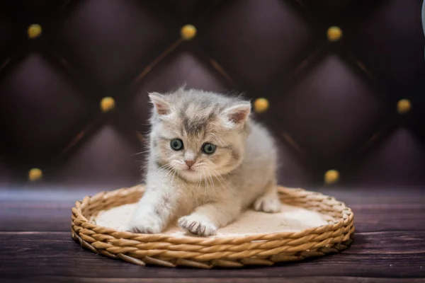 Kitten Scottish British Cat Burma Munchkin Animals — Stock Photo, Image