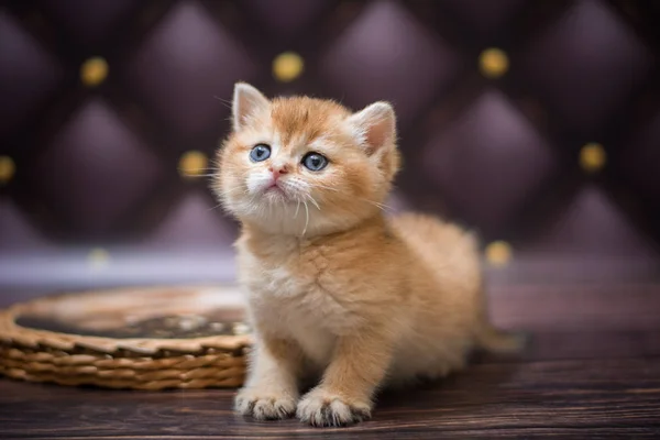 Gatinho Escocês Britânico Gato Birma Munchkin Animais — Fotografia de Stock