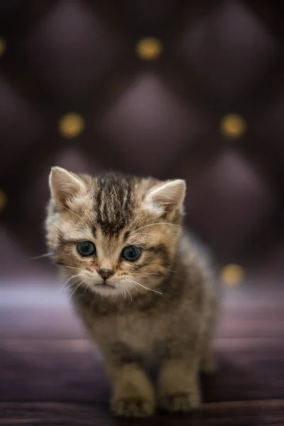 Gattino Scozzese Britannico Gatto Birmania Munchkin Animali — Foto Stock