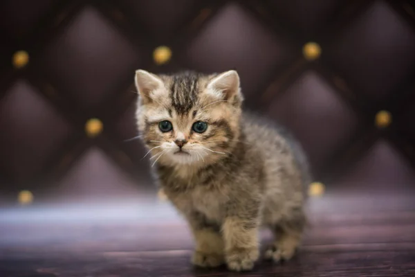 Kitten Scottish British Cat Burma Munchkin Animals — Stock Photo, Image