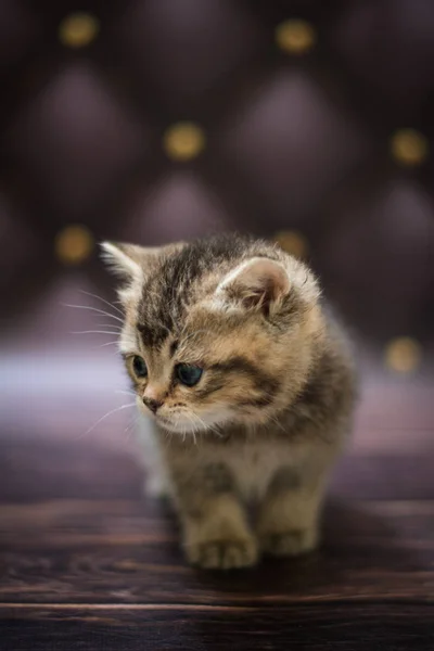 고양이는 고양이부리 동물을 좋아한다 — 스톡 사진
