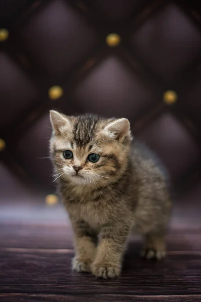 Gatinho Escocês Britânico Gato Birma Munchkin Animais — Fotografia de Stock