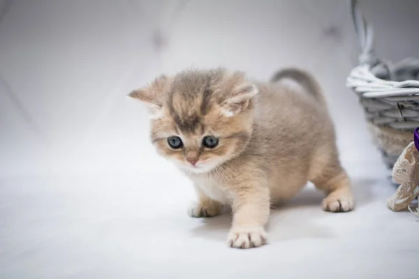 Kedi Yavrusu Skoç Ngiliz Kedisi Burma Cüce Hayvanlar — Stok fotoğraf