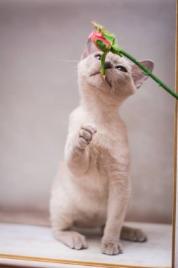 Kedi yavrusu İskoç İngiliz kedisi Burma cüce hayvanlar