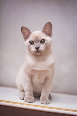 Kedi yavrusu İskoç İngiliz kedisi Burma cüce hayvanlar