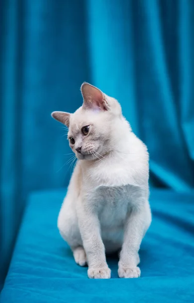 Kattunge Skotsk Brittisk Katt Burma Munchkin Djur — Stockfoto